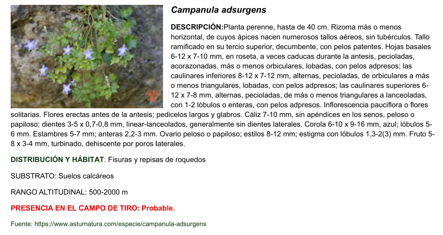 Campanula adsurgens