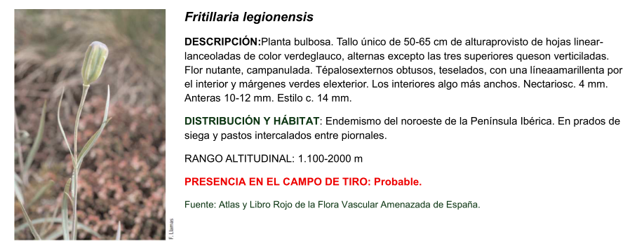 Fritillaria legionensis