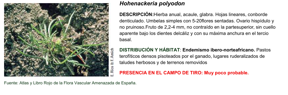 Hohenackeria polyodon