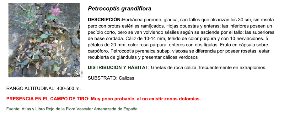 Petrocoptis grandiflora