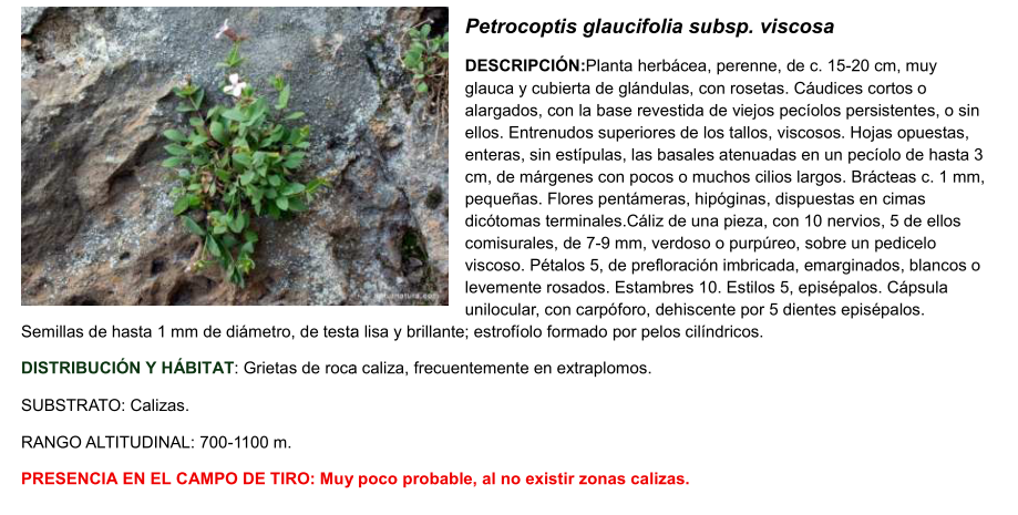 Petrocoptis glaucifolia subsp. viscosa