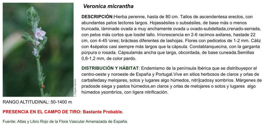 Veronica micrantha 